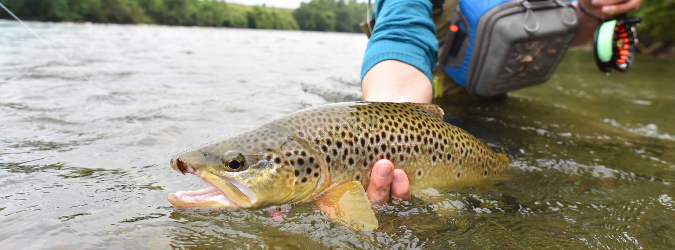 Flyfisherman releasing a brown trout caught on euro nymph