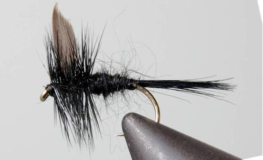 Black Gnat - Black Tail or Red Tail