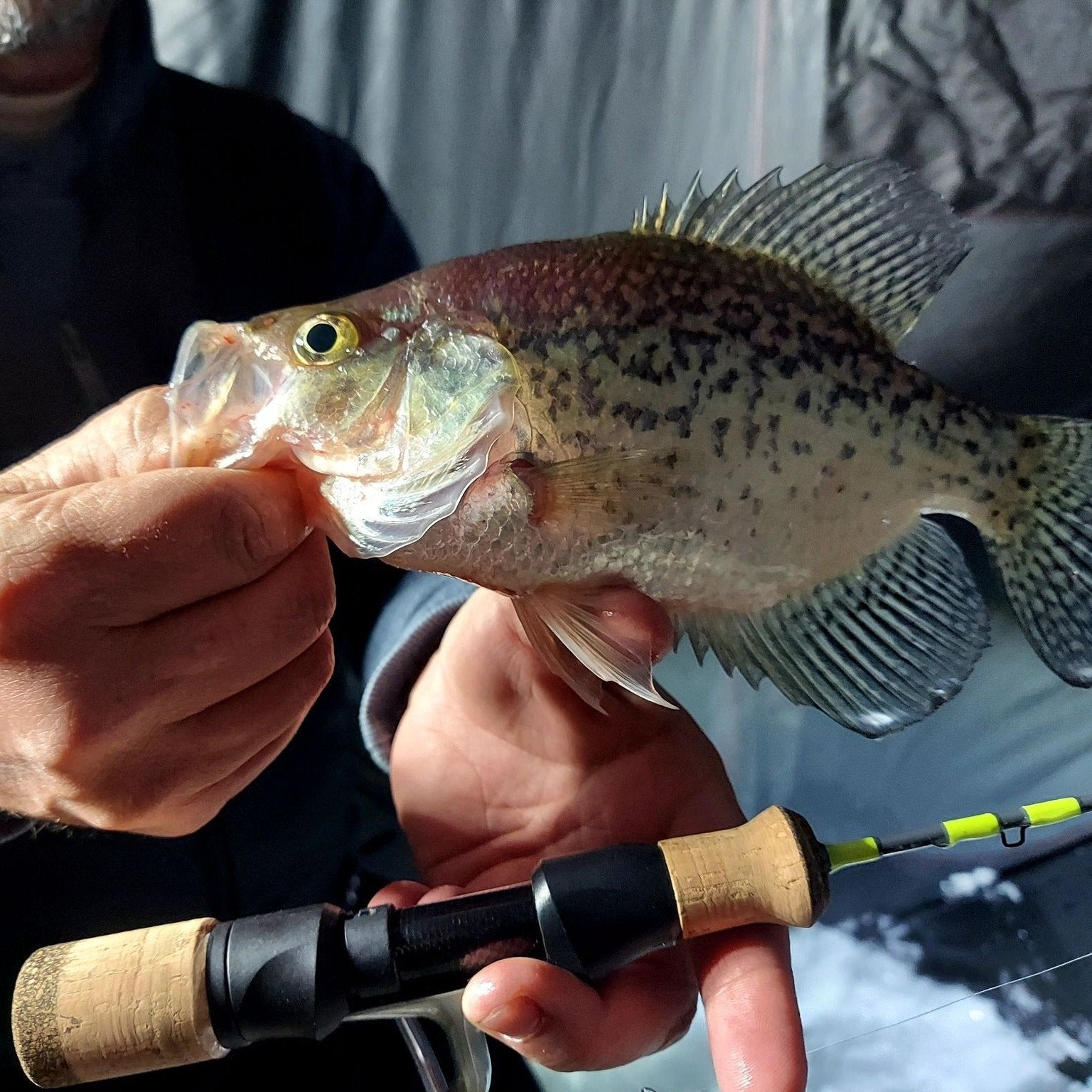 Ice Breaker Medium/Light Action Ice Fishing Rod