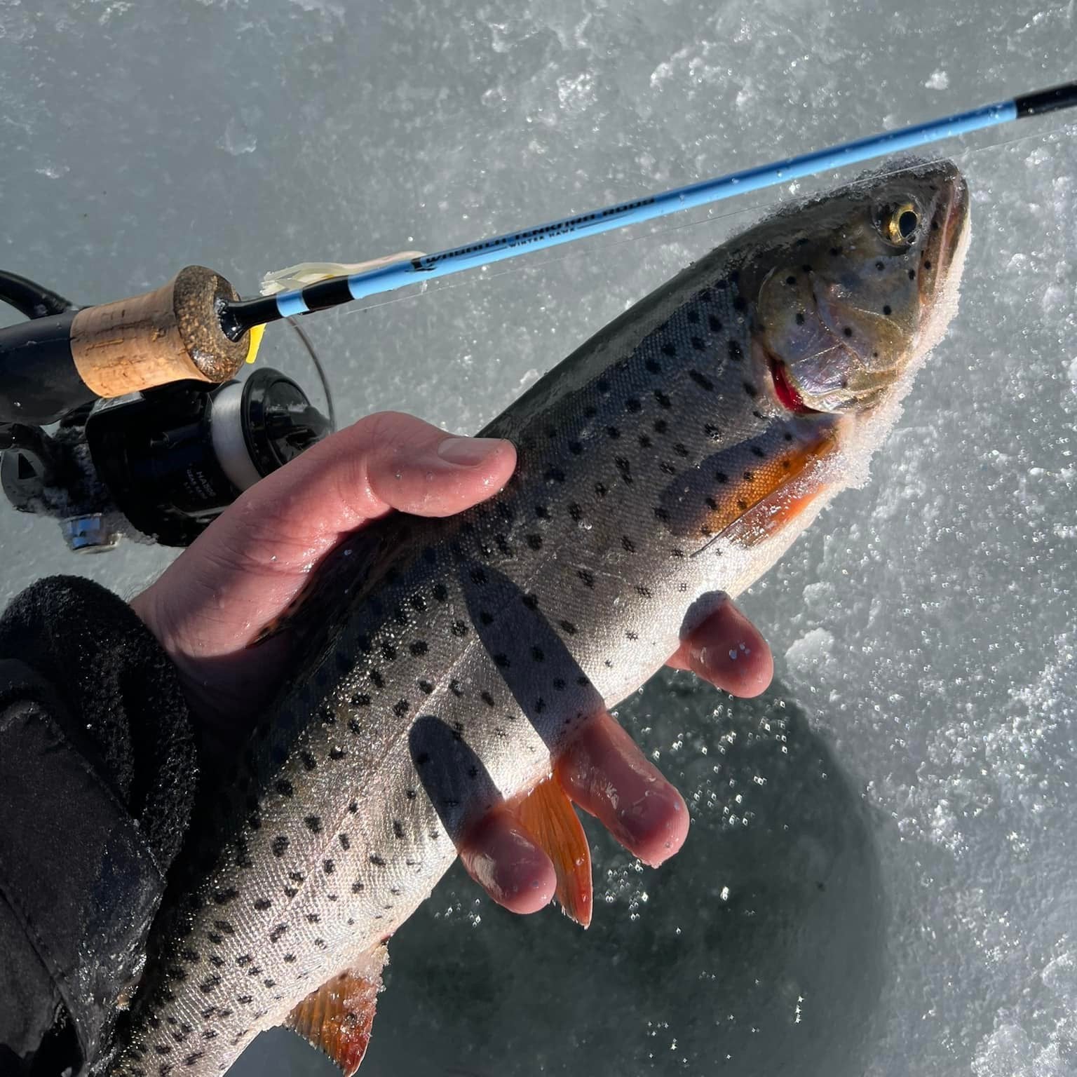 Winterhawk Medium Action Ice Fishing Rod