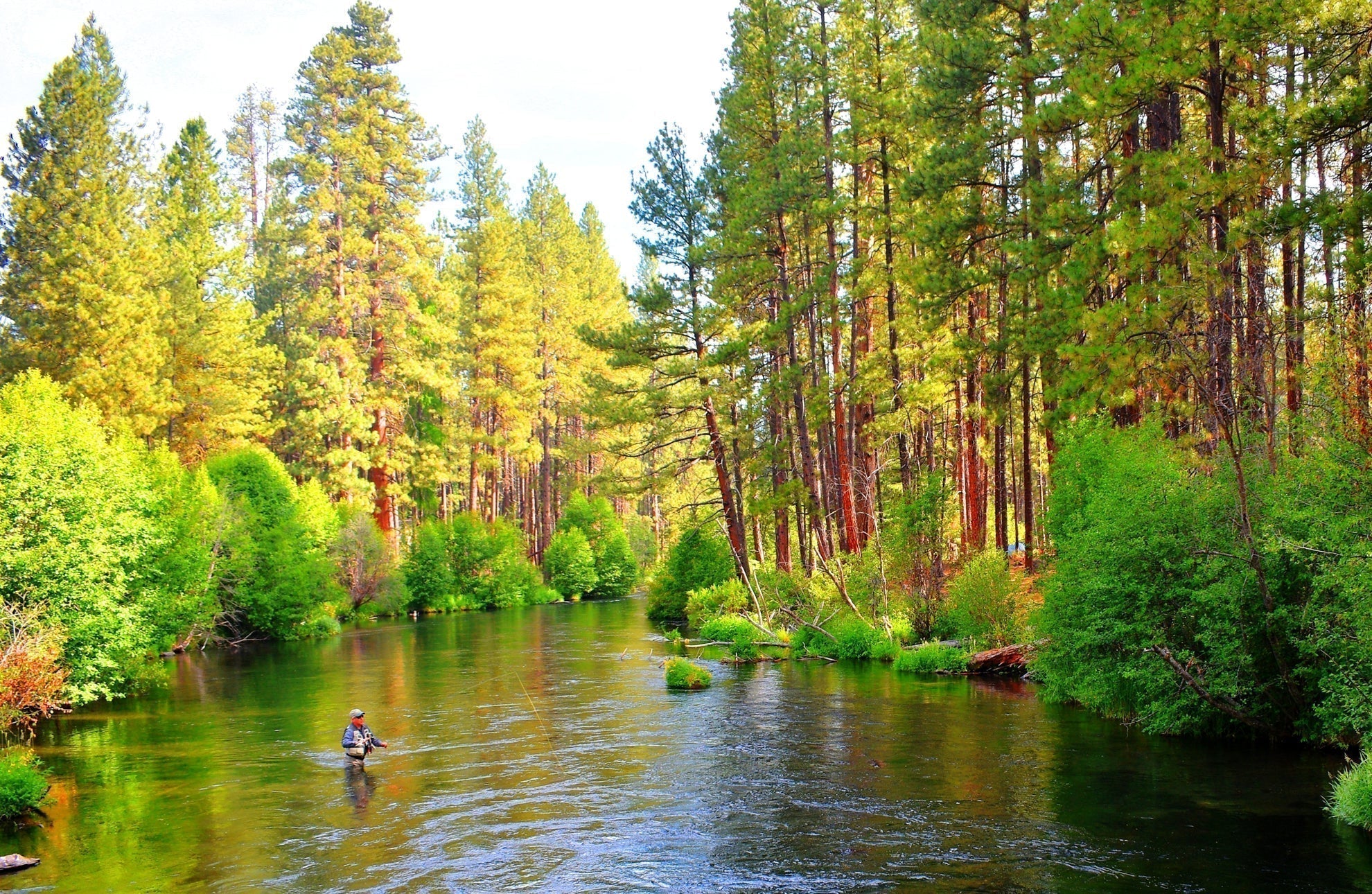 Plantilla táctica con cuentas de tungsteno, suave, Hackle, cola de faisán, ninfa checa, Euro, mosca ninfa, 1 docena de moscas, tamaño 12