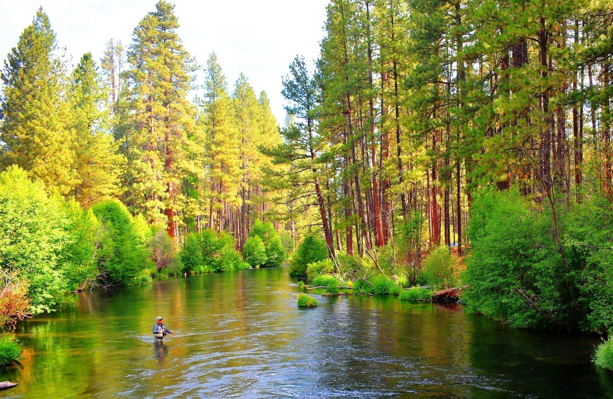 Paquete de 3 cuentas de tungsteno suave Hackle cola de faisán plantilla táctica ninfa checa Euro ninfa mosca - tamaño del gancho 14