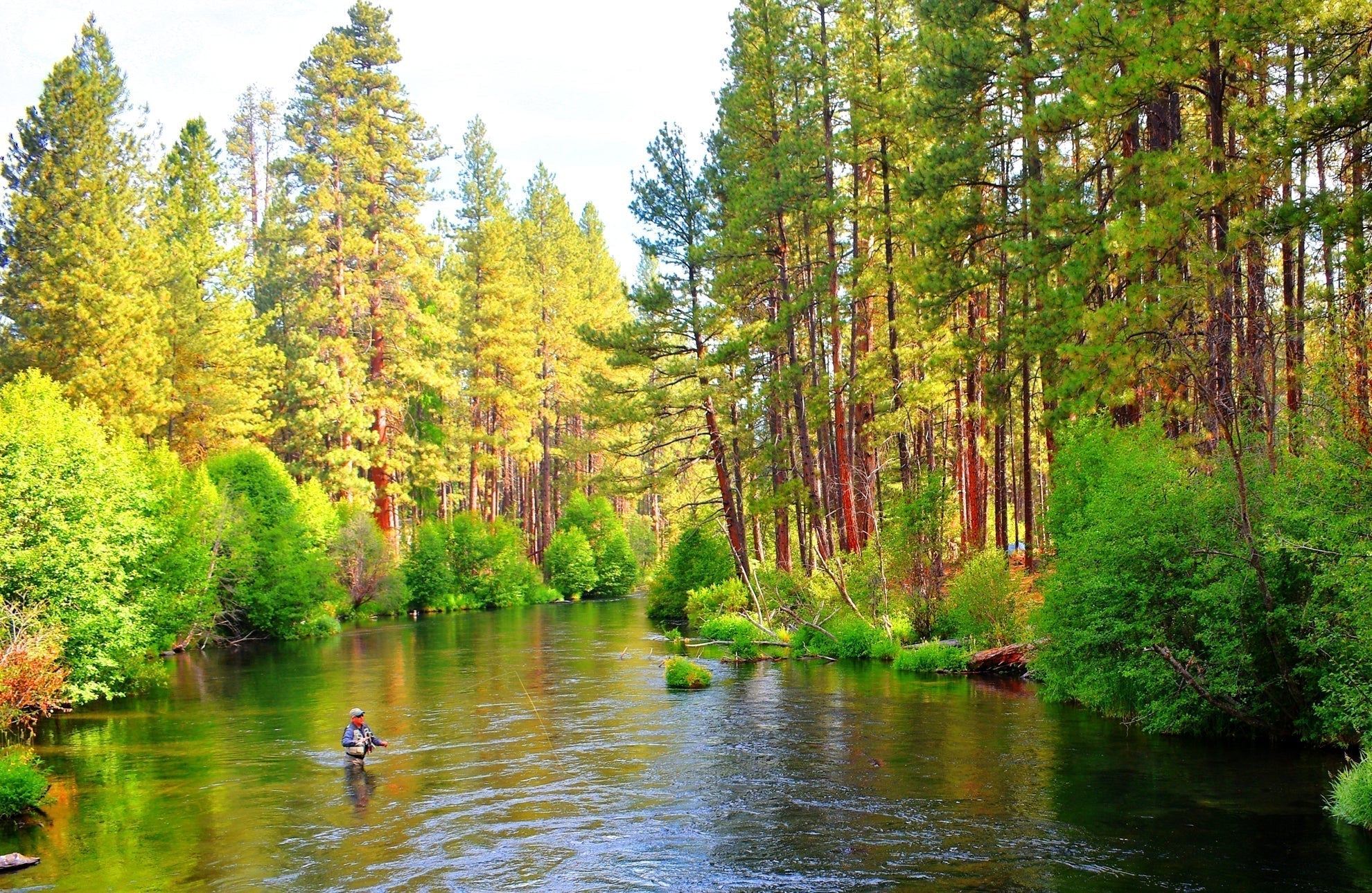 Plantilla táctica con cuentas de tungsteno, suave, Hackle, cola de faisán, ninfa checa, Euro, mosca ninfa, 6 moscas, tamaño 16