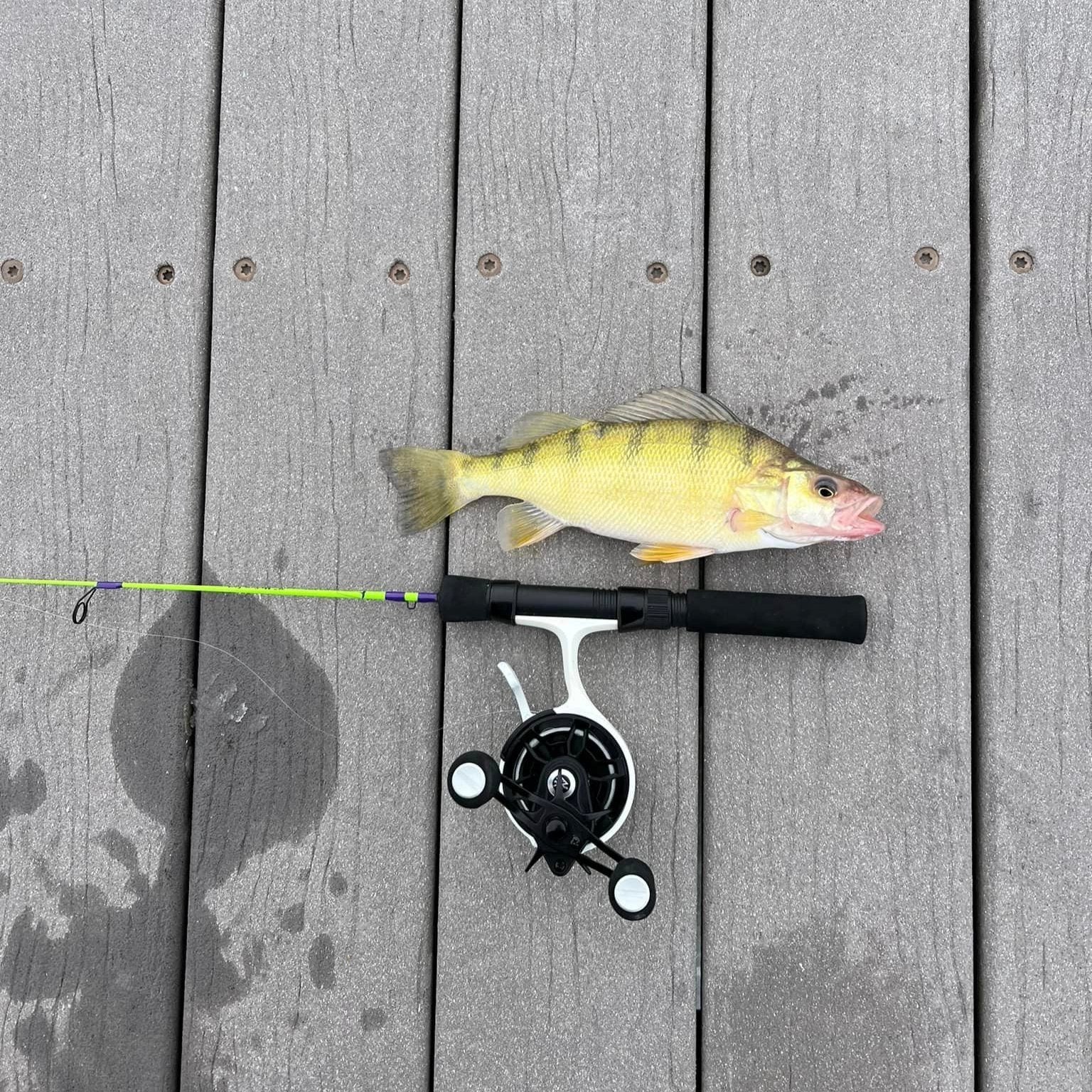 The Joker Medium-Fast Action Ice Fishing Rod "Co-Designed by Shifty Outdoors"