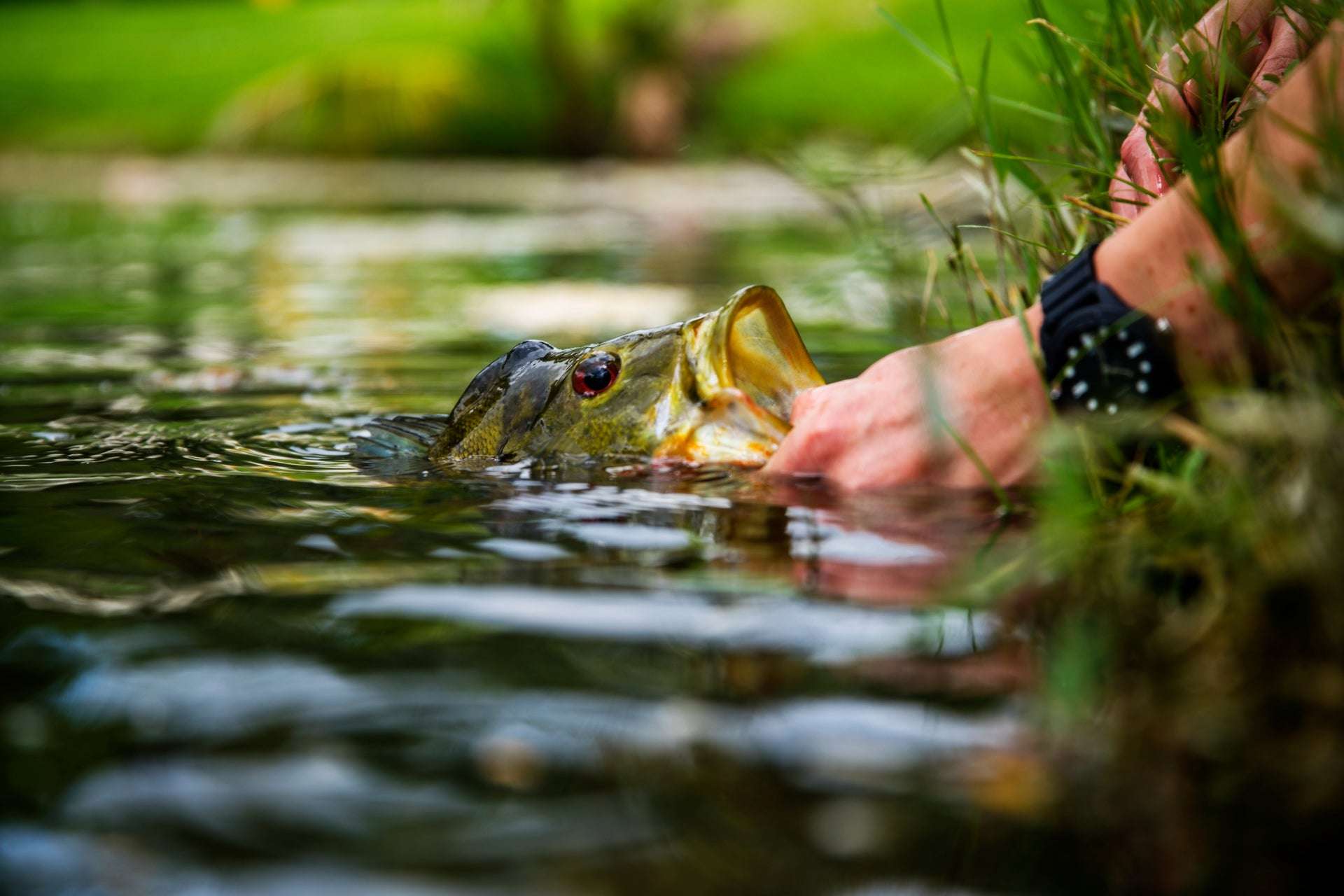 Angler catching a bass using a Dahlberg diver fly from The Fly Fishing Place in a lush water setting