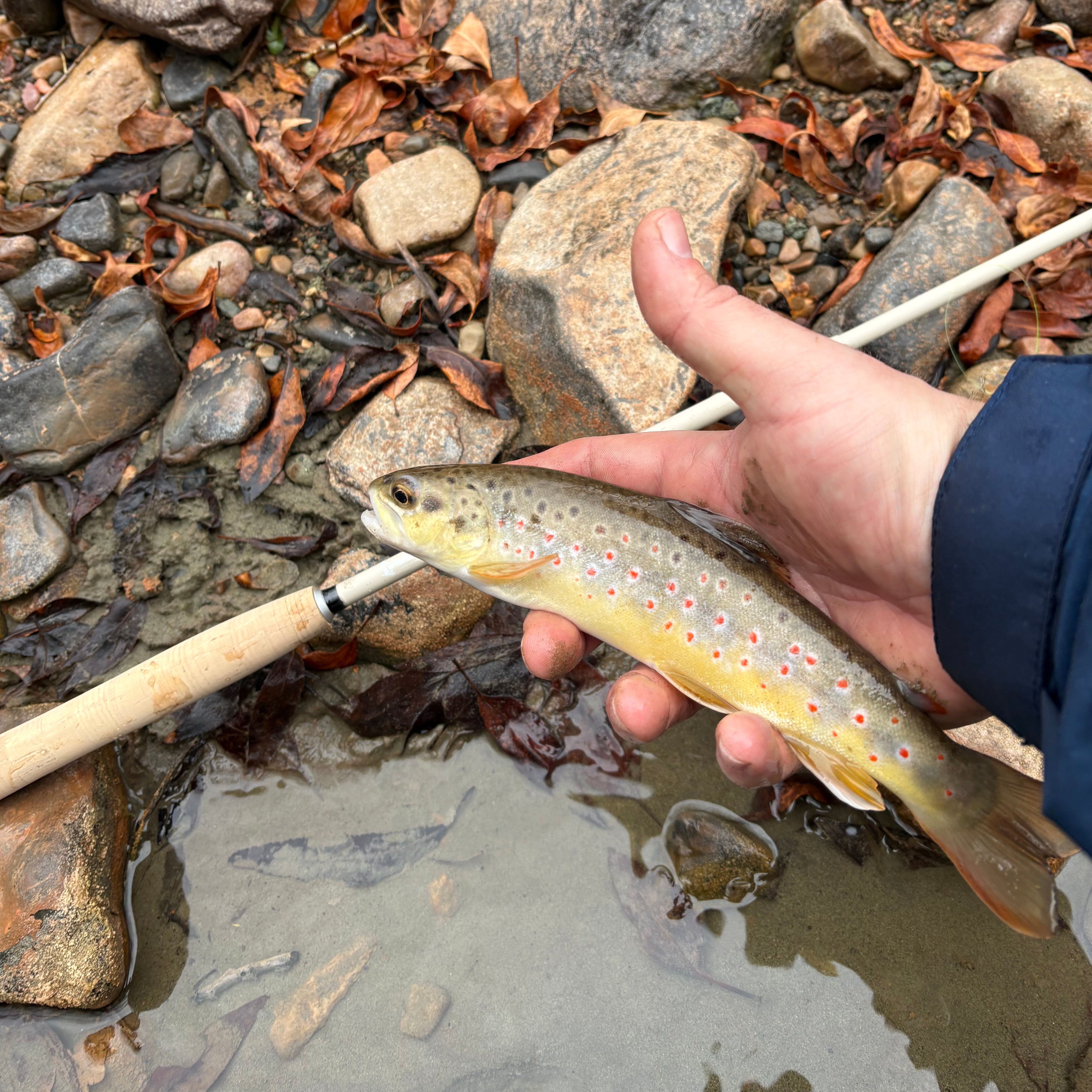 MothRod Single Length Tenkara Rod