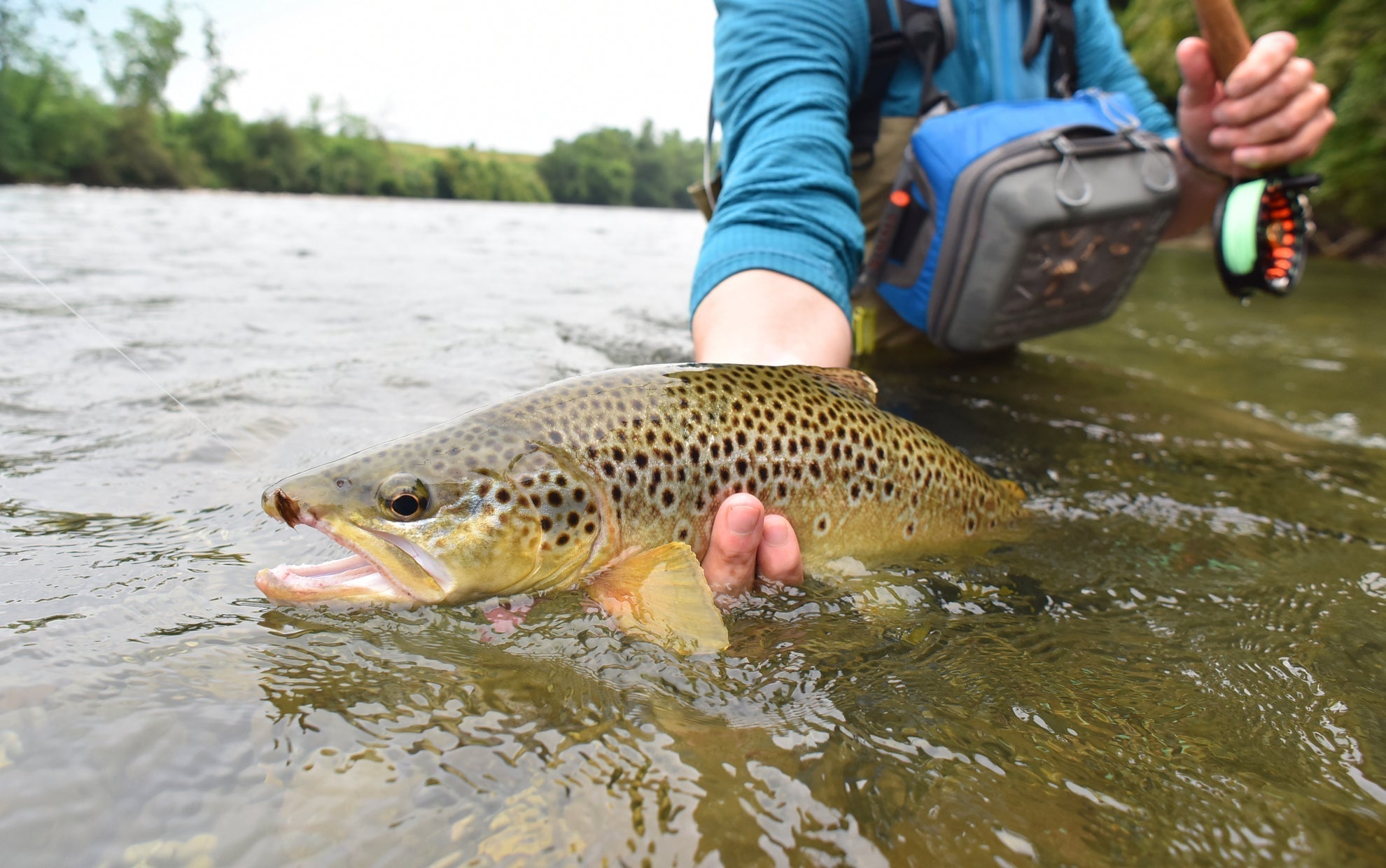 Red Humpy Classic Hair Wing Dry Fly - 1 docena de anzuelos para moscas, tamaño 16