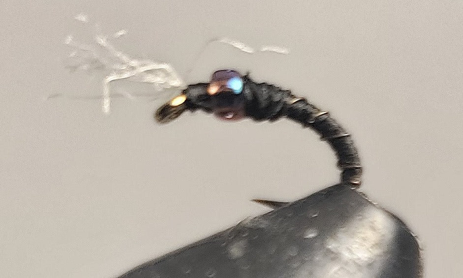 Barbed Wire™ - Midge