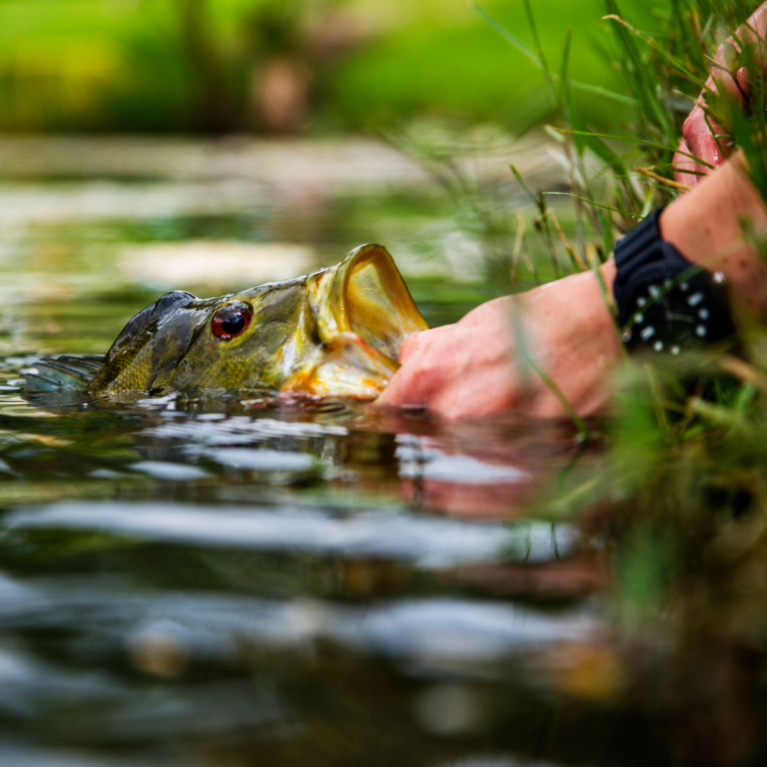Bass  being held by a person above water with greenery in the background