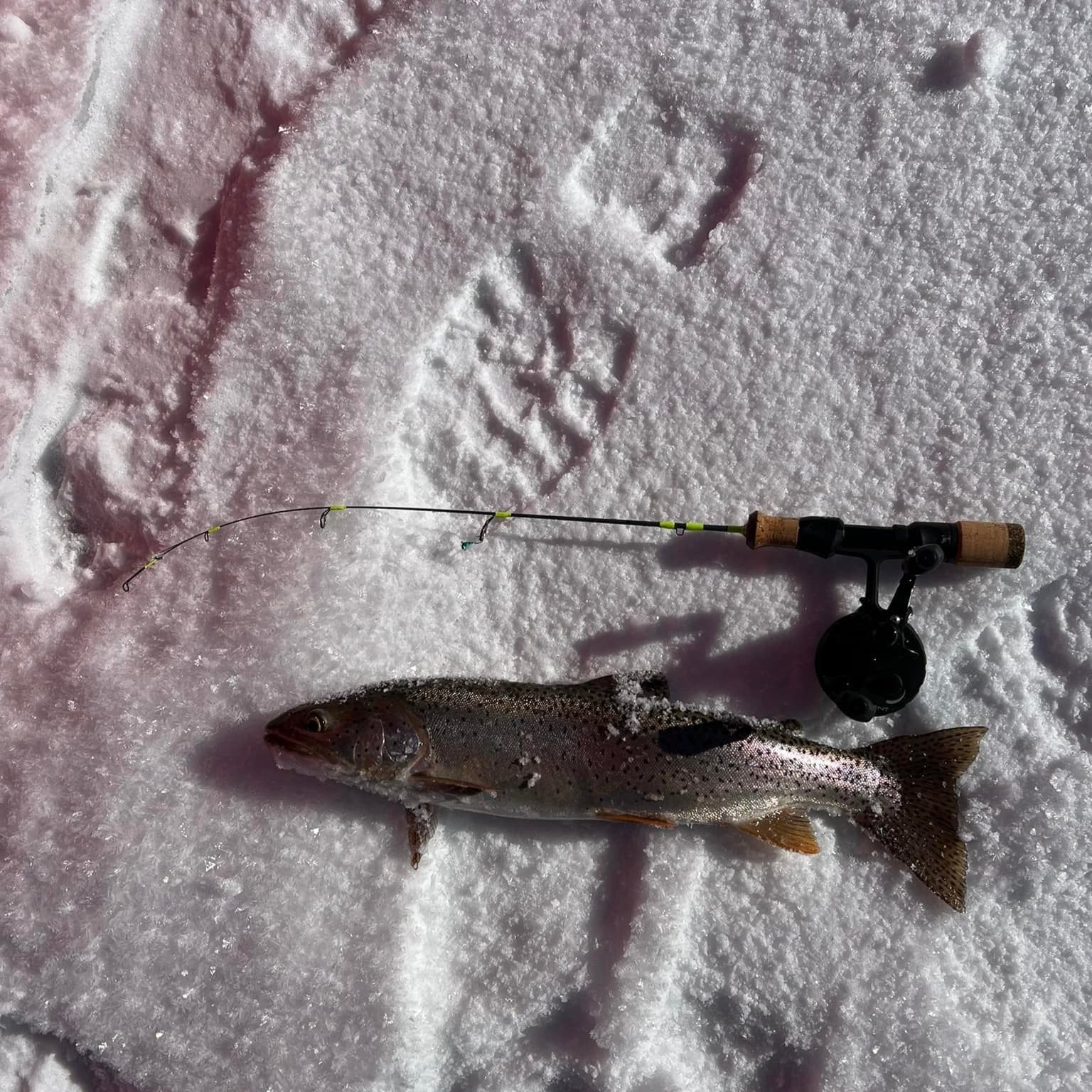 Ice Breaker Medium/Light Action Ice Fishing Rod