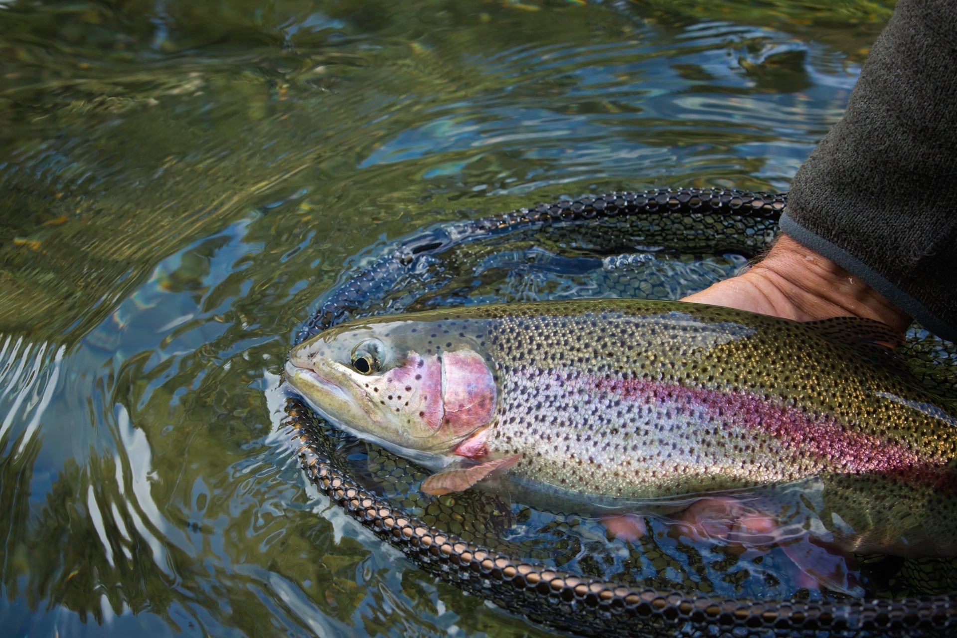 Paquete de 3 cabezas de cuentas de tungsteno con parte trasera dorada acanalada, oreja de liebre, ninfa, pesca con mosca, anzuelo, tamaño 16