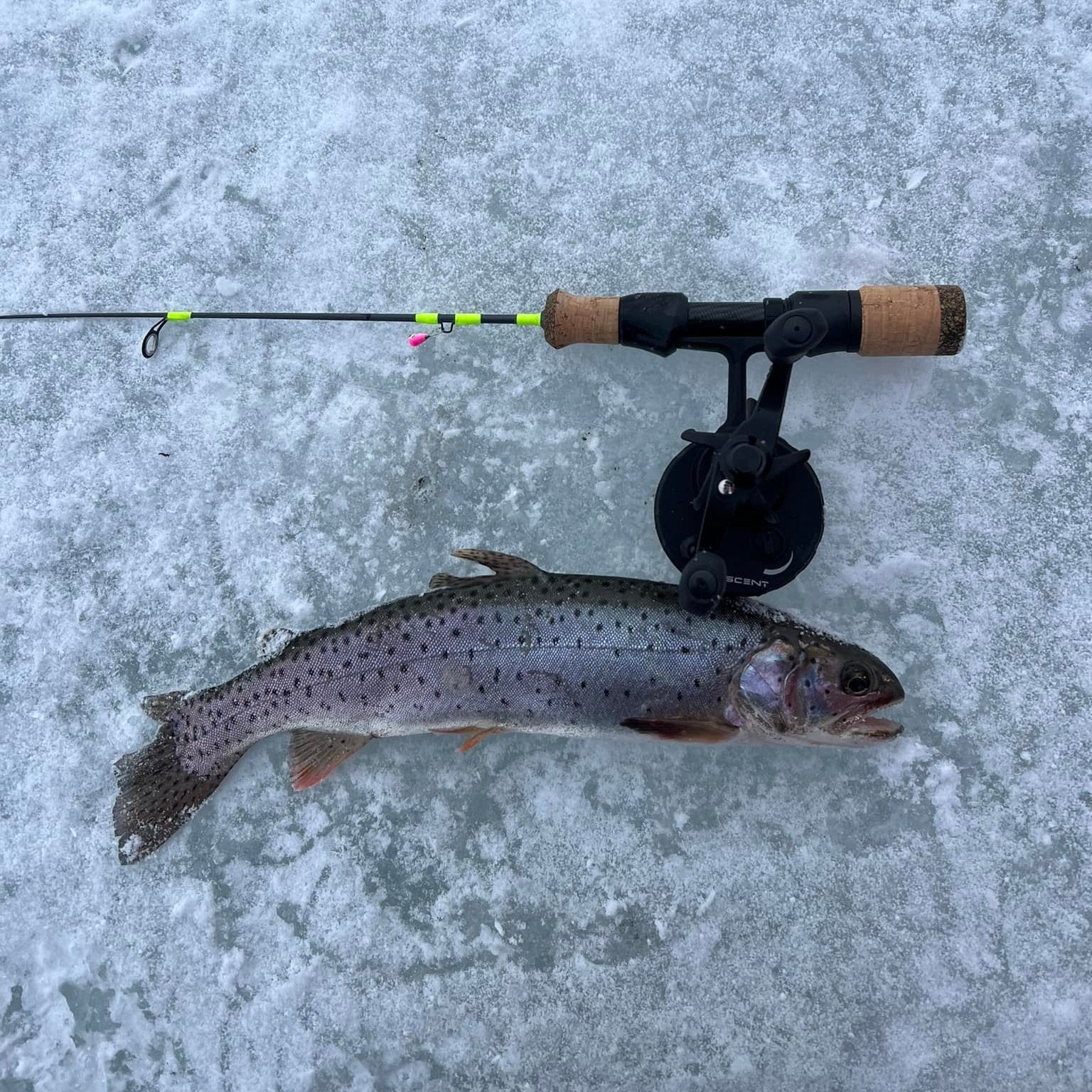 Ice Breaker Medium/Light Action Ice Fishing Rod